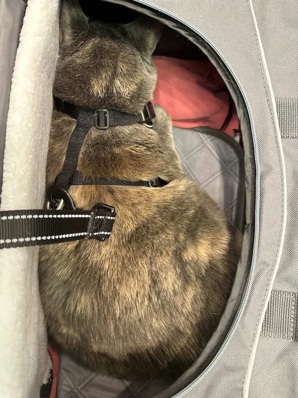 Cat traveling with owner in carry case